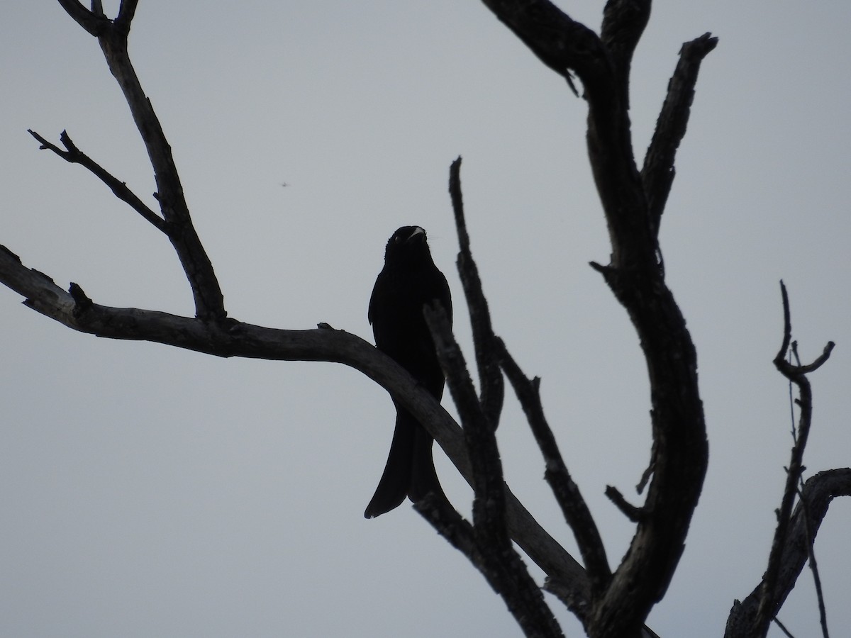 Spangled Drongo - ML642702176