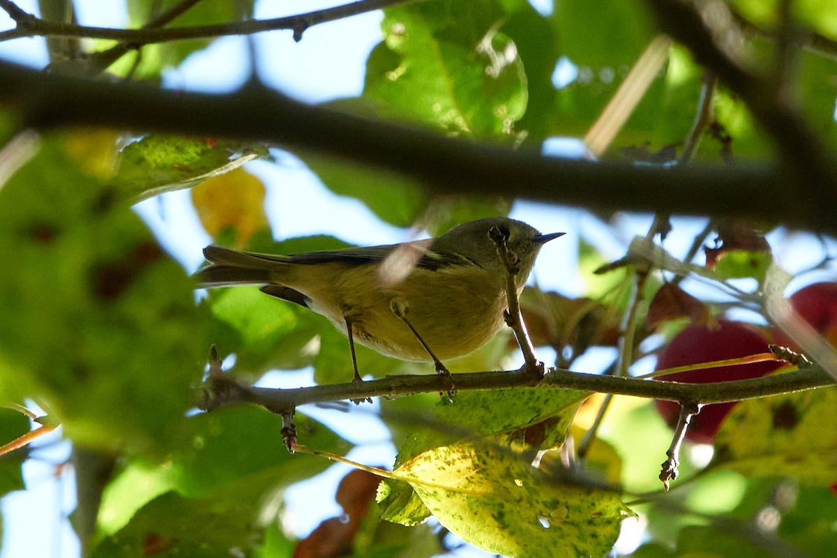 Roitelet à couronne rubis - ML642702183