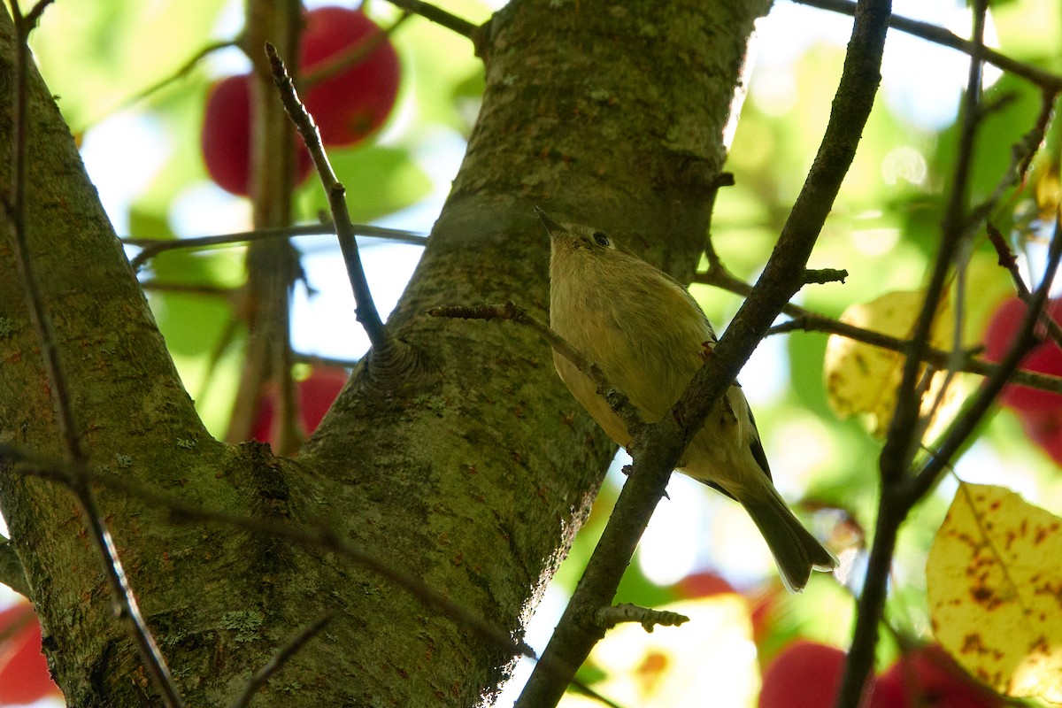 Roitelet à couronne rubis - ML642702184