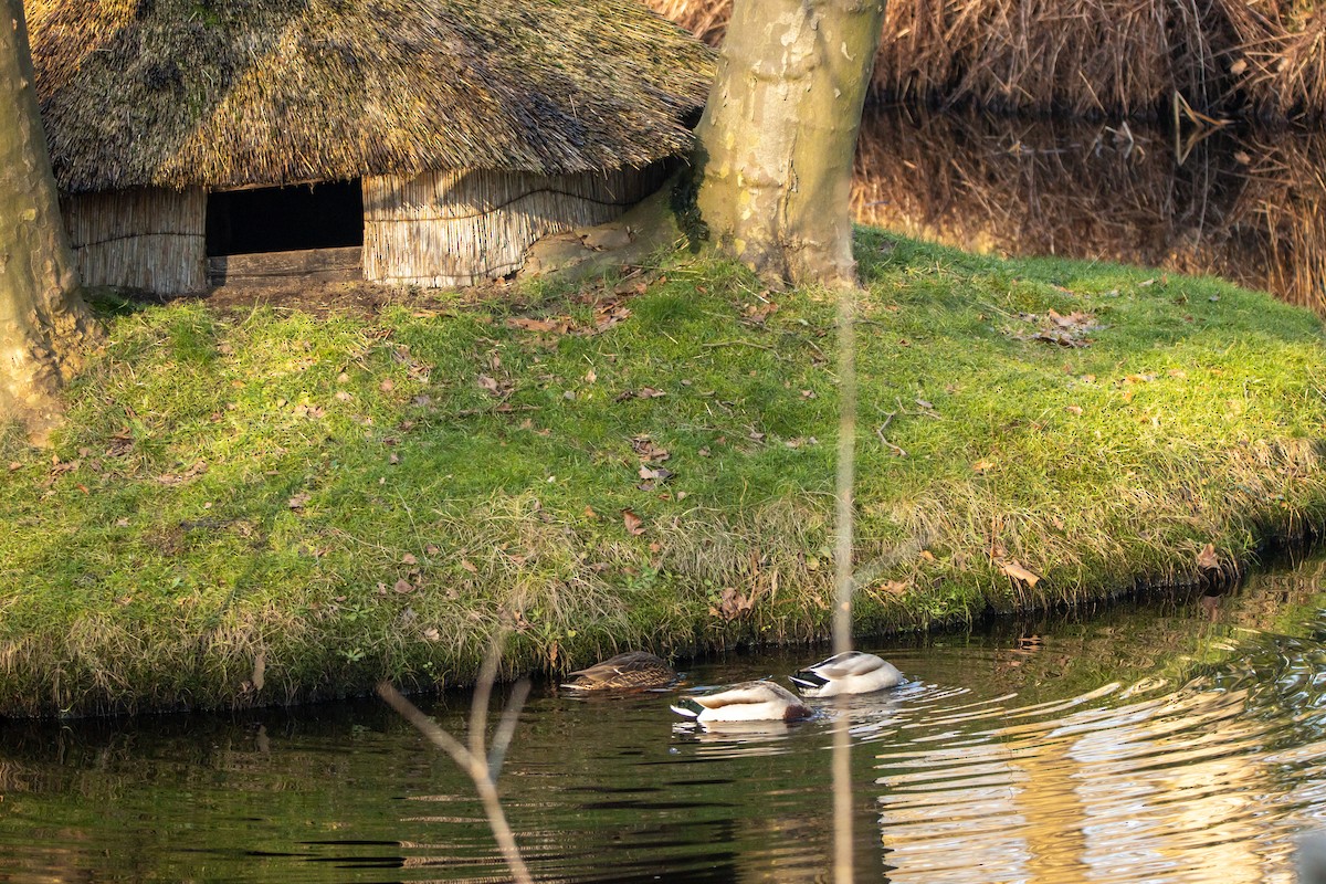 Mallard - ML642702189