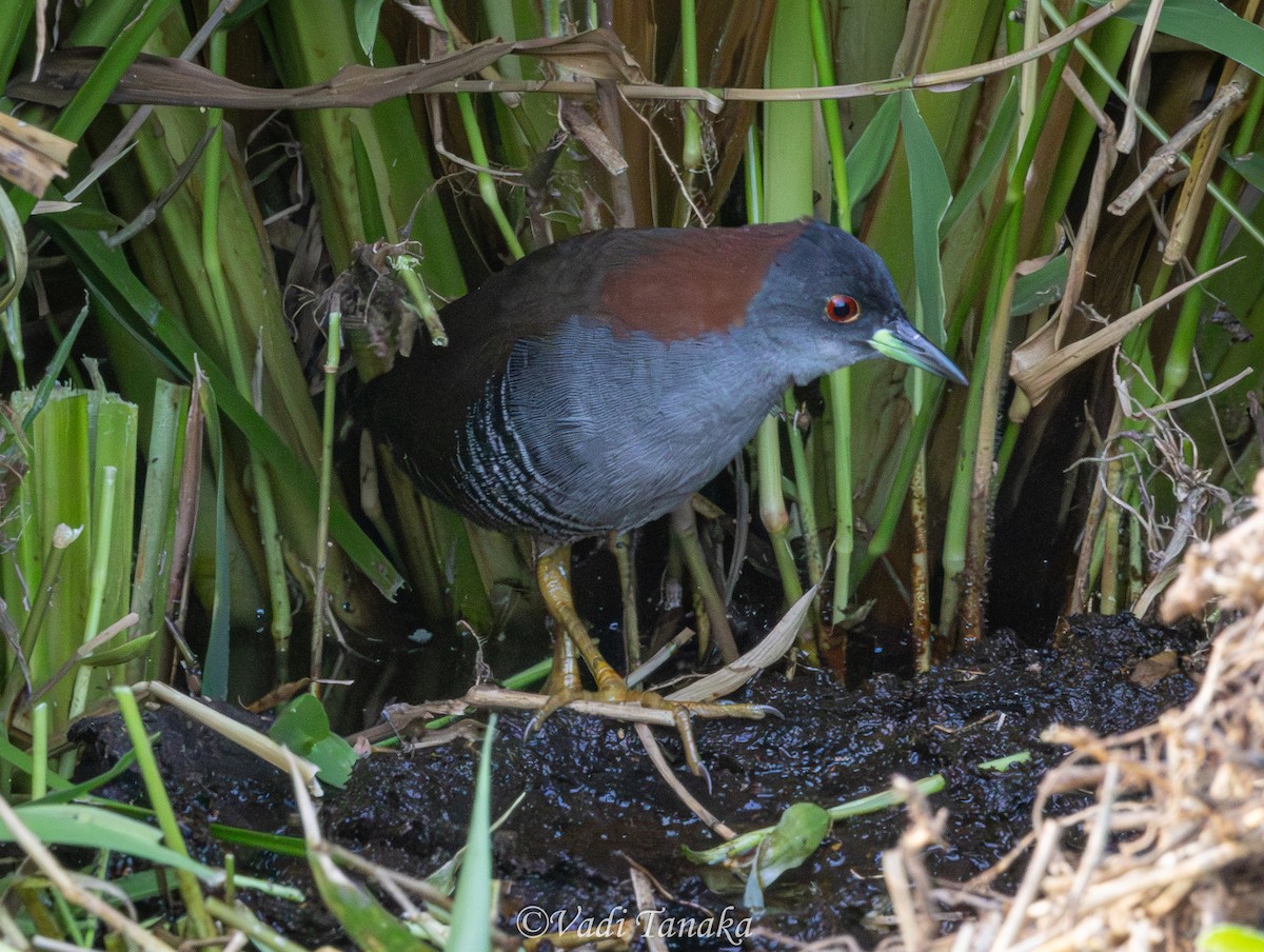 Gray-breasted Crake - ML642702193