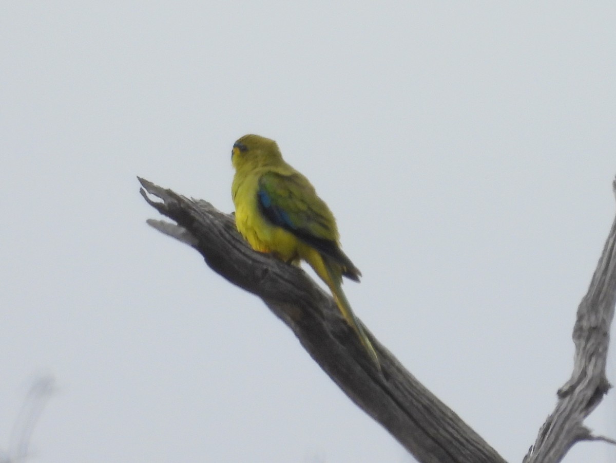 Elegant Parrot - ML642702194