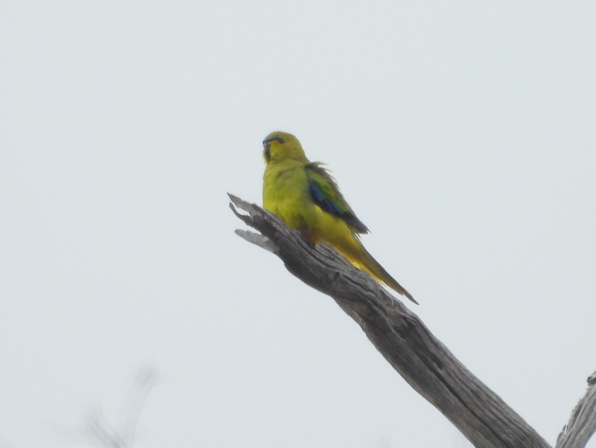 Elegant Parrot - ML642702195