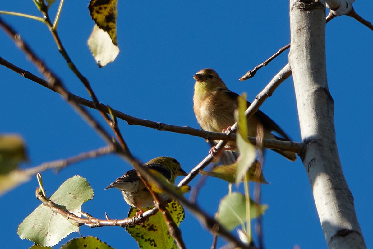 American Goldfinch - ML642702202