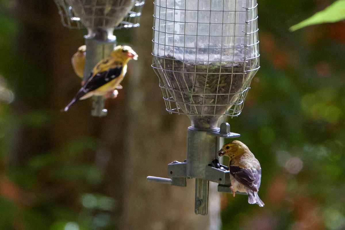 American Goldfinch - ML642702203