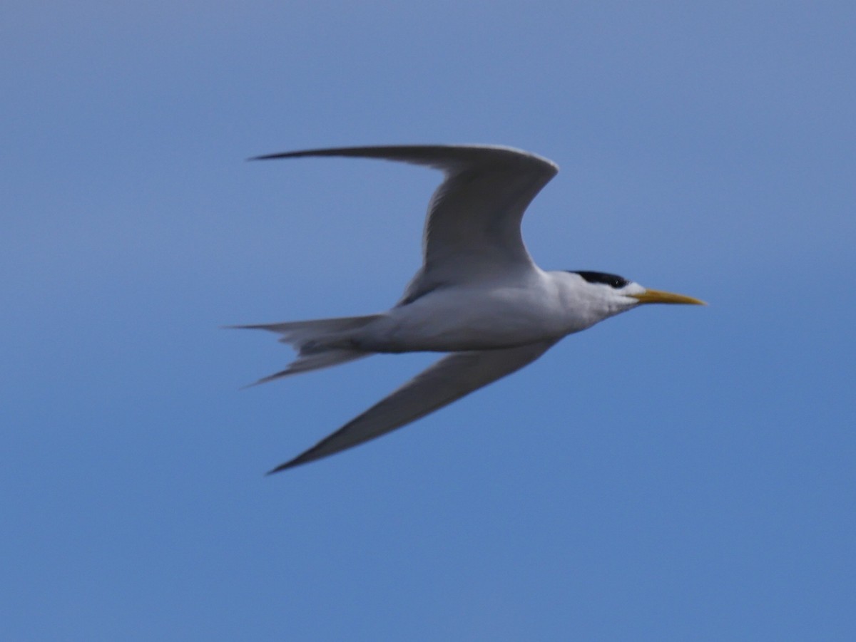Great Crested Tern - ML64270221