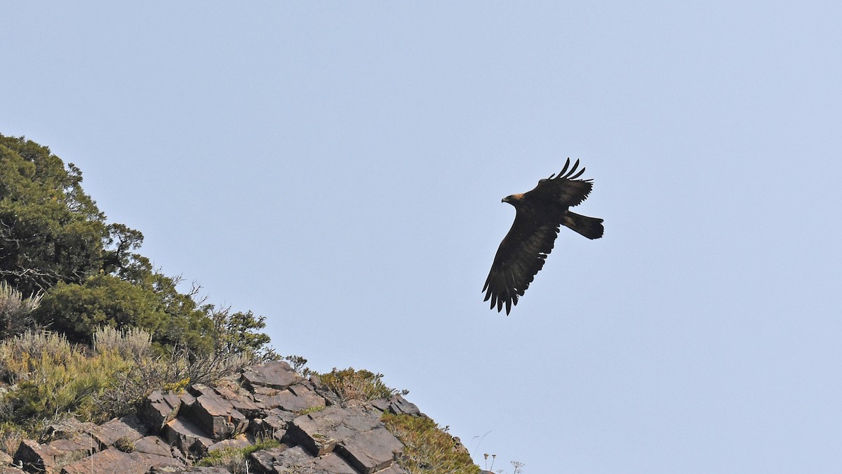 Steinadler - ML642702210