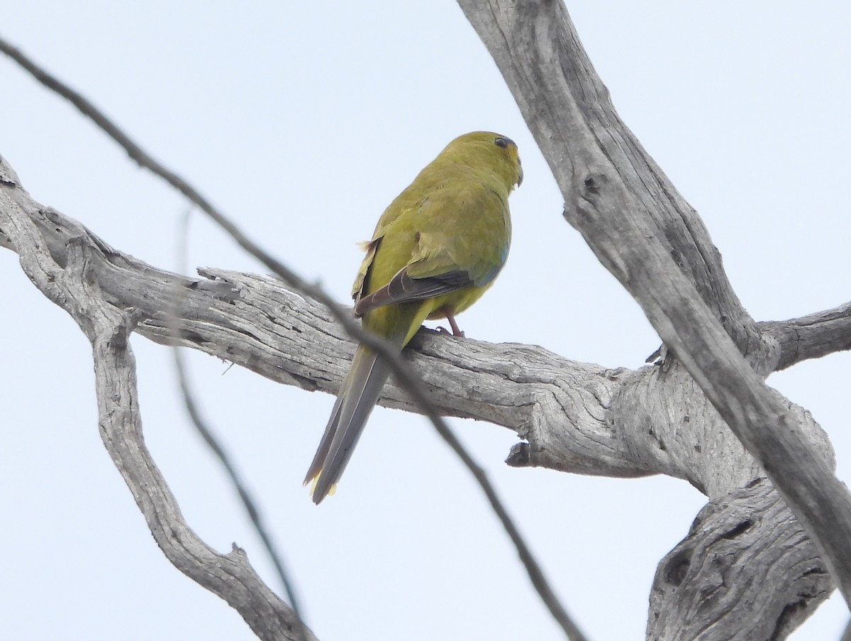 Elegant Parrot - ML642702266
