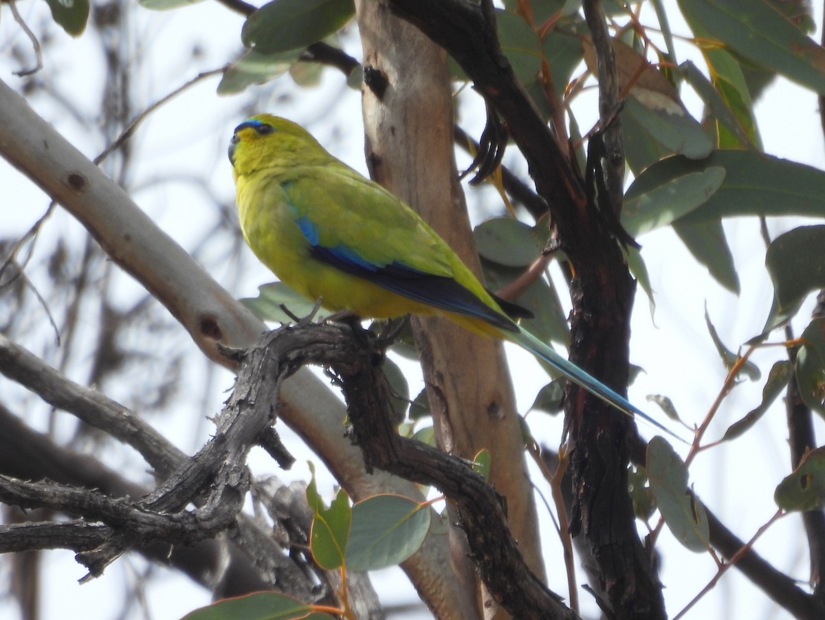Elegant Parrot - ML642702267