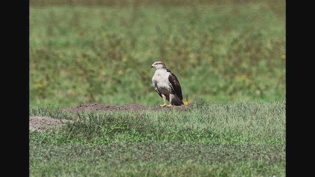 Ferruginous Hawk - ML642702292