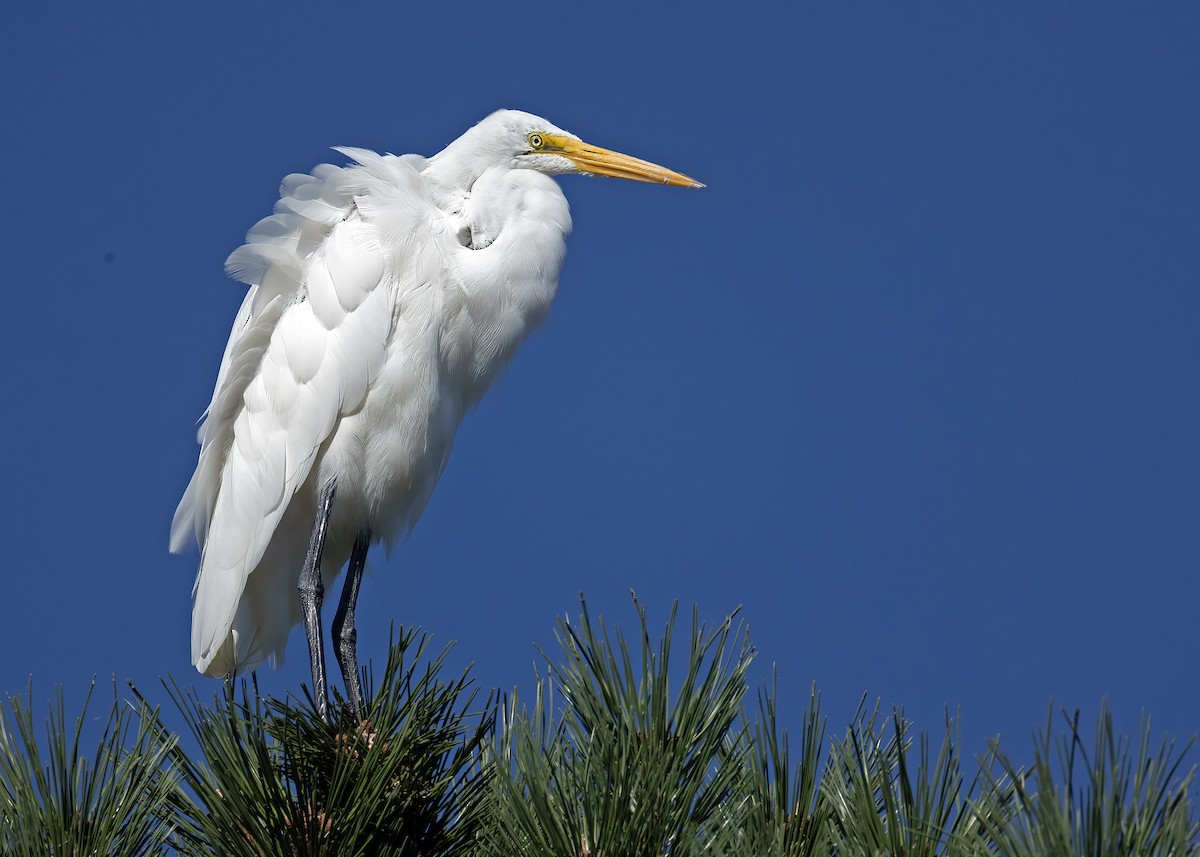 ダイサギ（egretta） - ML642702298