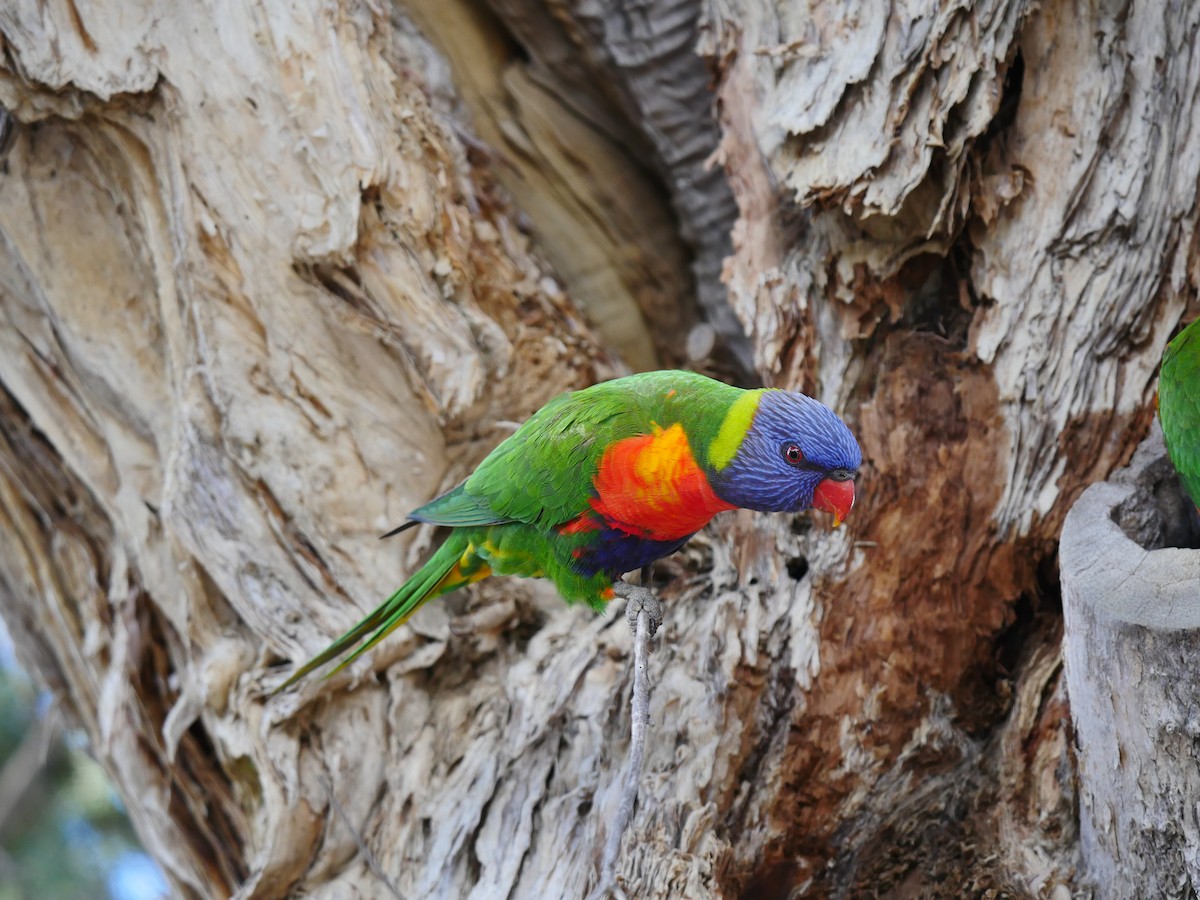 Rainbow Lorikeet - ML64270231