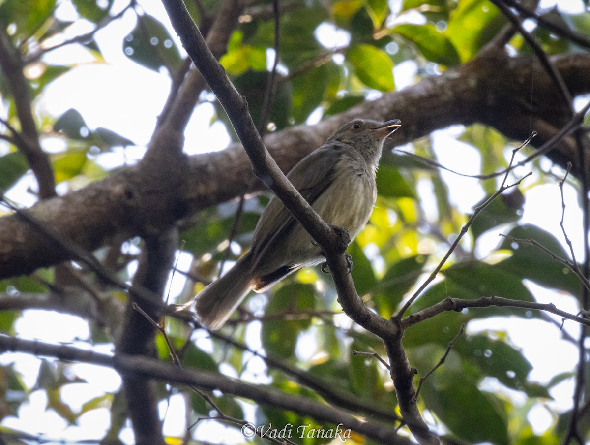 Pale-bellied Tyrant-Manakin - ML642702311
