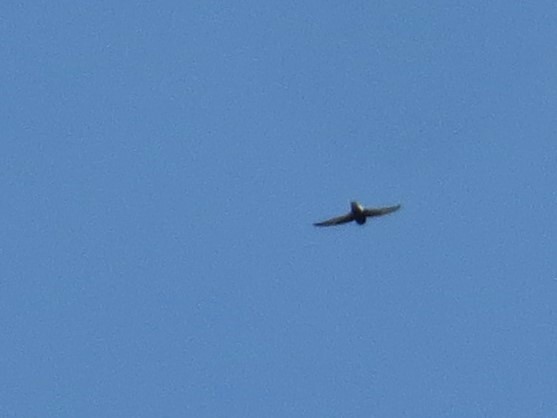 Little Swift - ML642702315