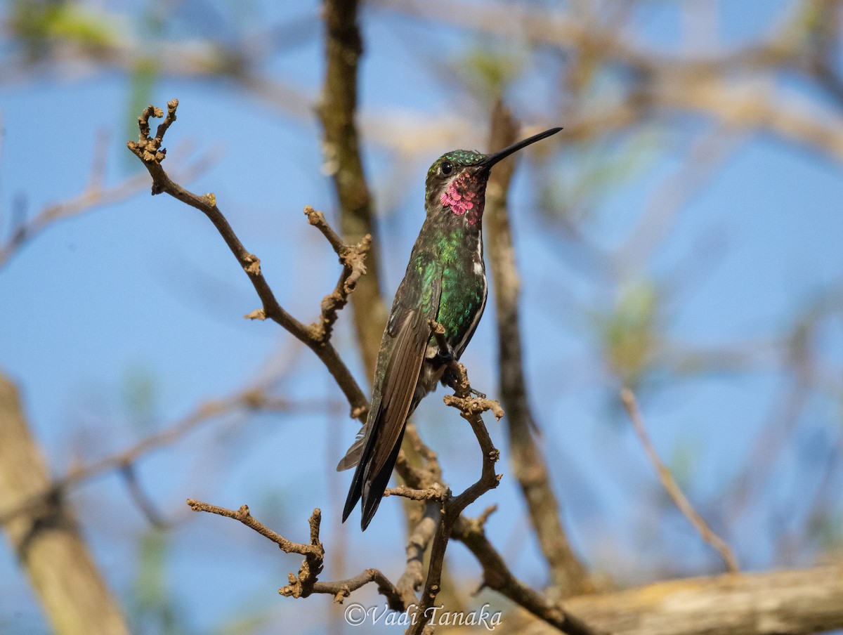 Stripe-breasted Starthroat - ML642702320