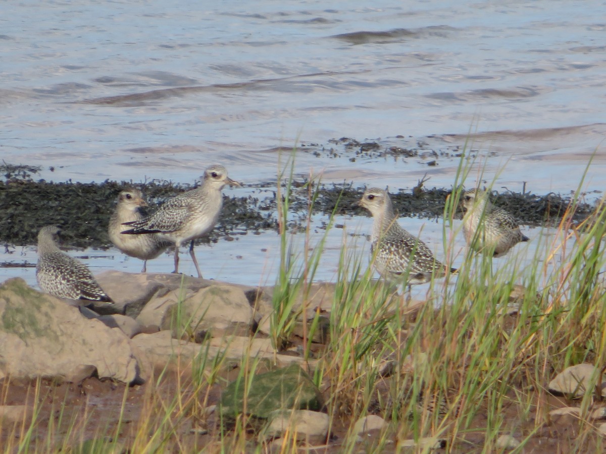 Black-bellied Plover - ML642702329