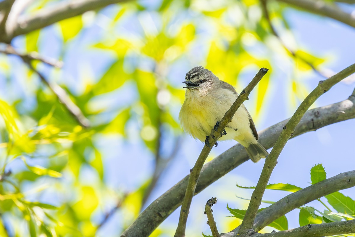 Acanthize à croupion jaune - ML642702347