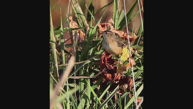 Sedge Wren - ML642702367
