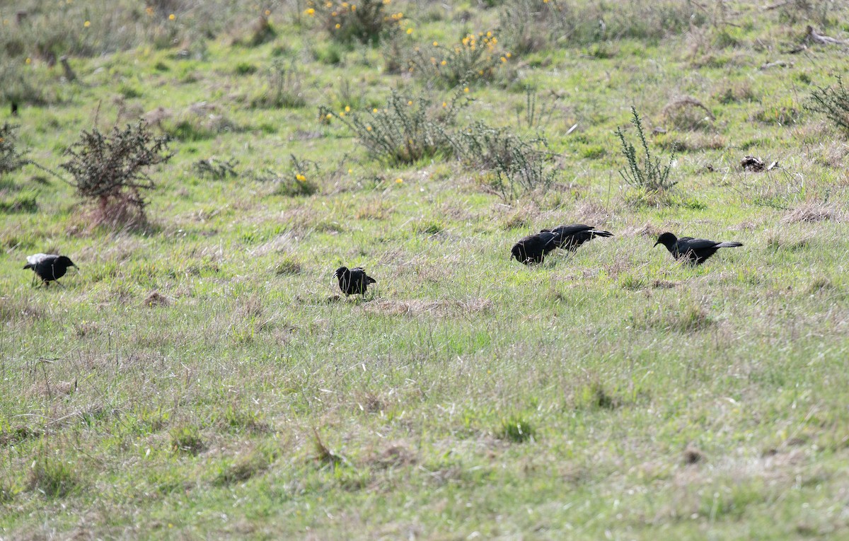 White-winged Chough - ML642702369