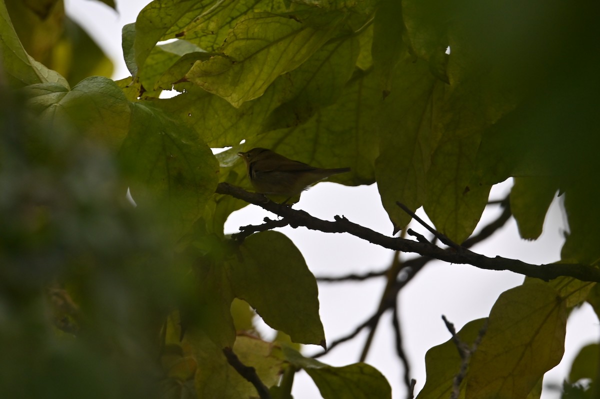 Mosquitero Común - ML642702390