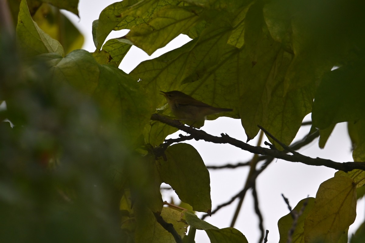 Mosquitero Común - ML642702391