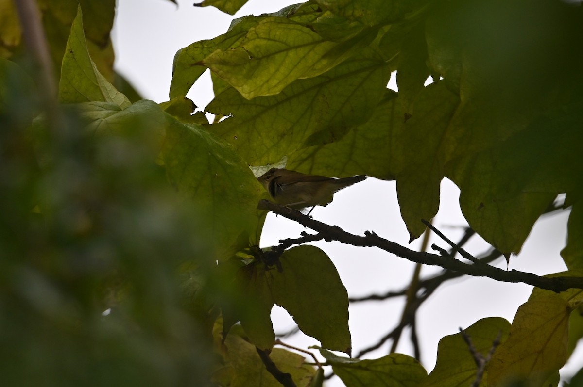 Mosquitero Común - ML642702392