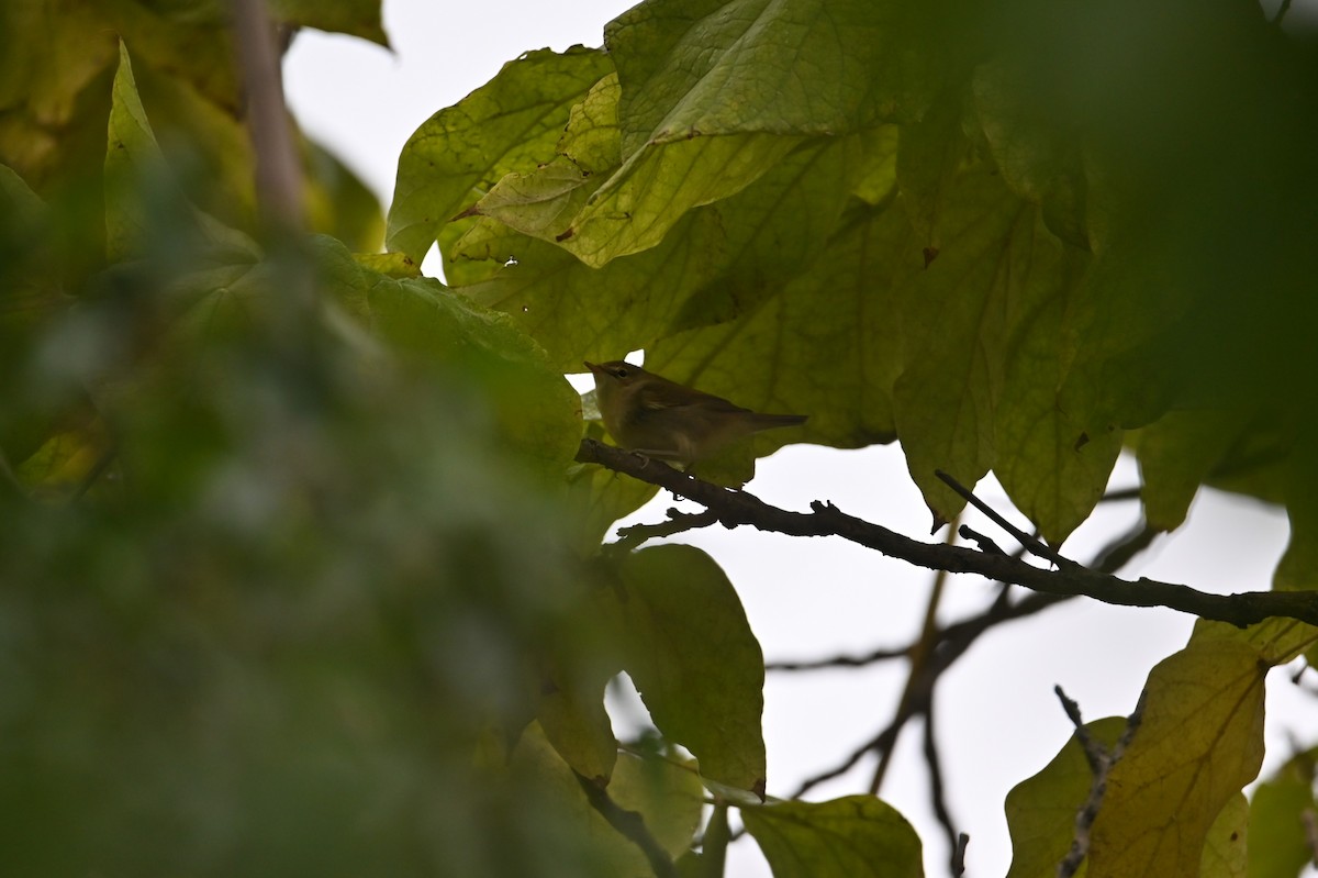 Mosquitero Común - ML642702393