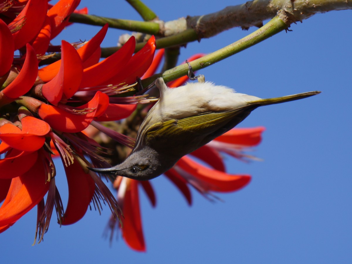 Brown Honeyeater - ML64270241