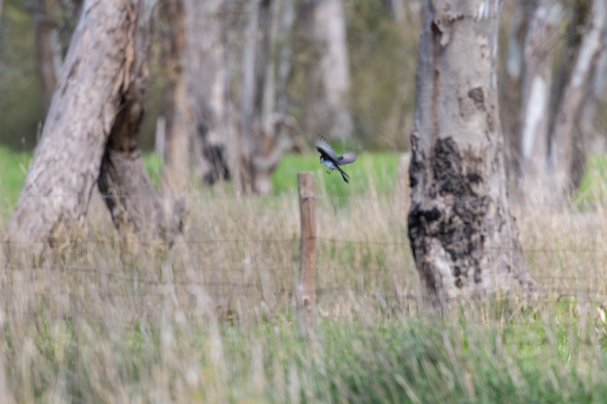 Restless Flycatcher - ML642702427
