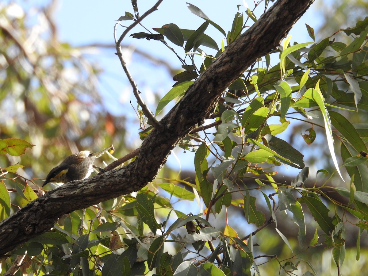 Mangrove Honeyeater - ML642702434