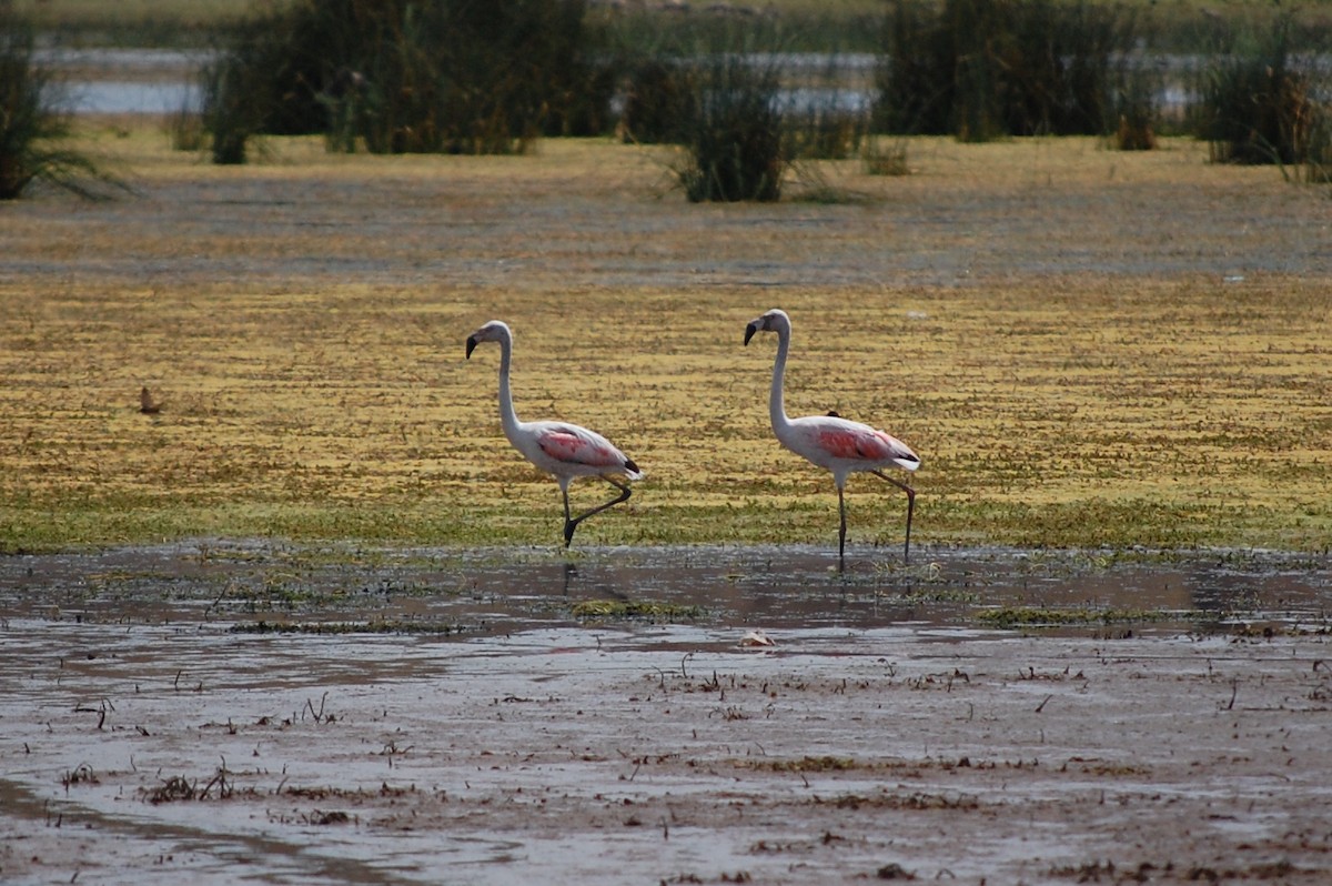 Chilean Flamingo - ML642702451