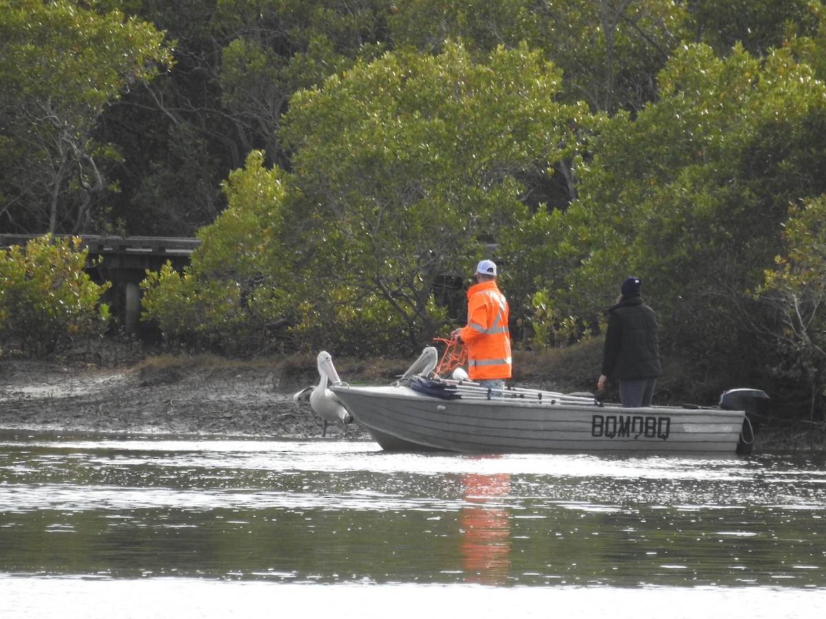 Australian Pelican - ML642702462