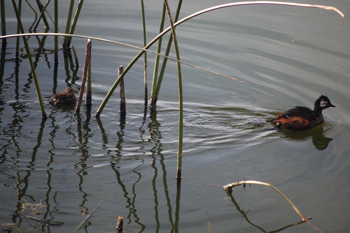 White-tufted Grebe - ML642702464