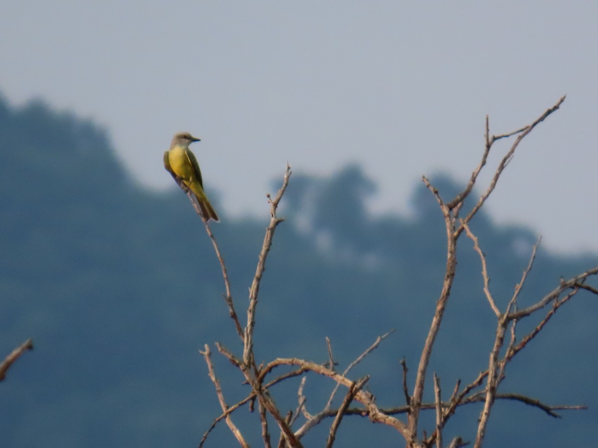 Tropical Kingbird - ML642702470
