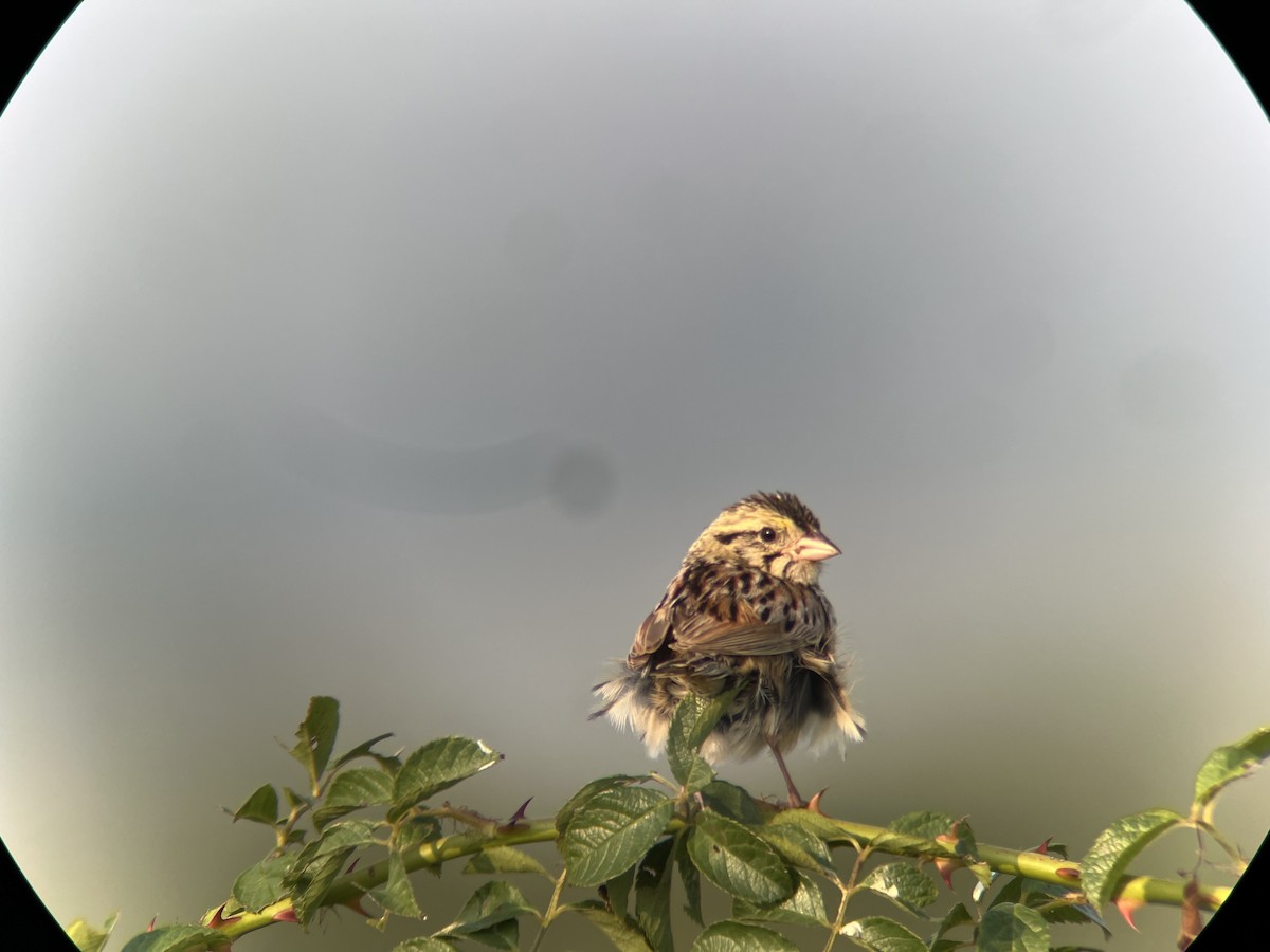 Henslow's Sparrow - ML642702473