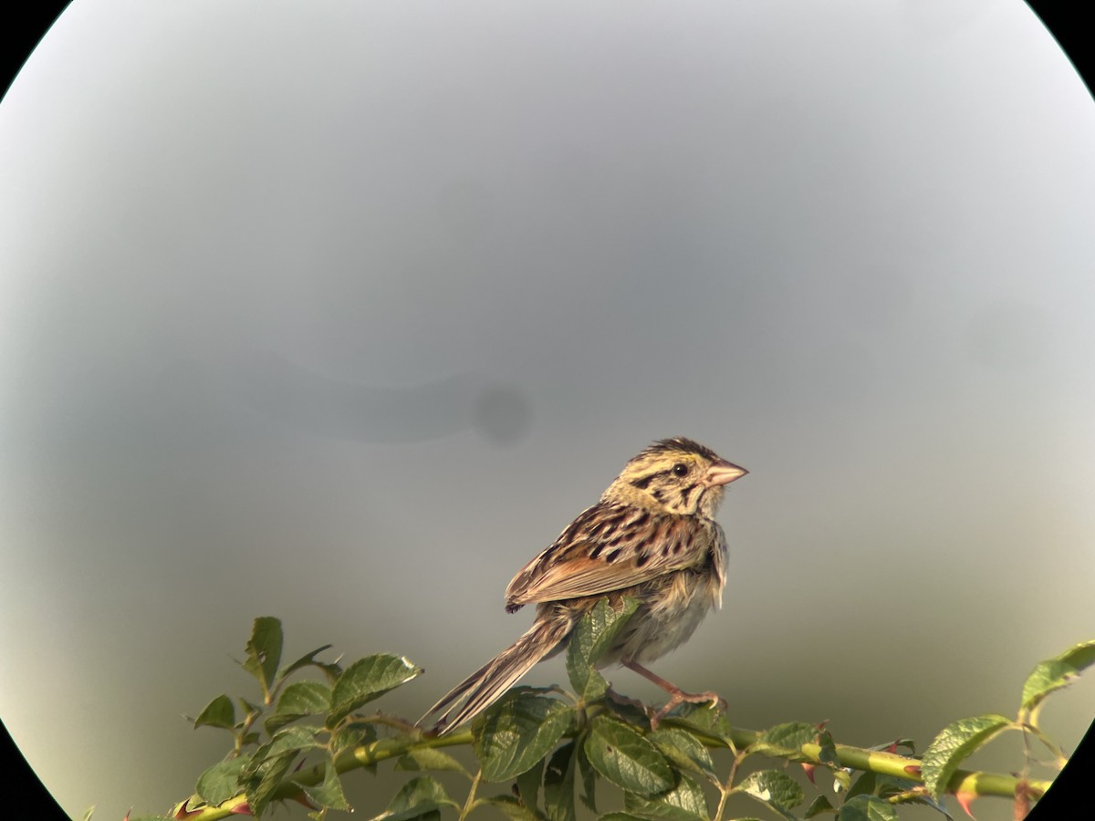 Henslow's Sparrow - ML642702474
