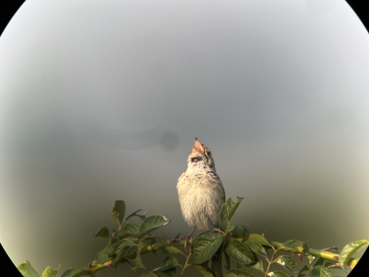 Henslow's Sparrow - ML642702475