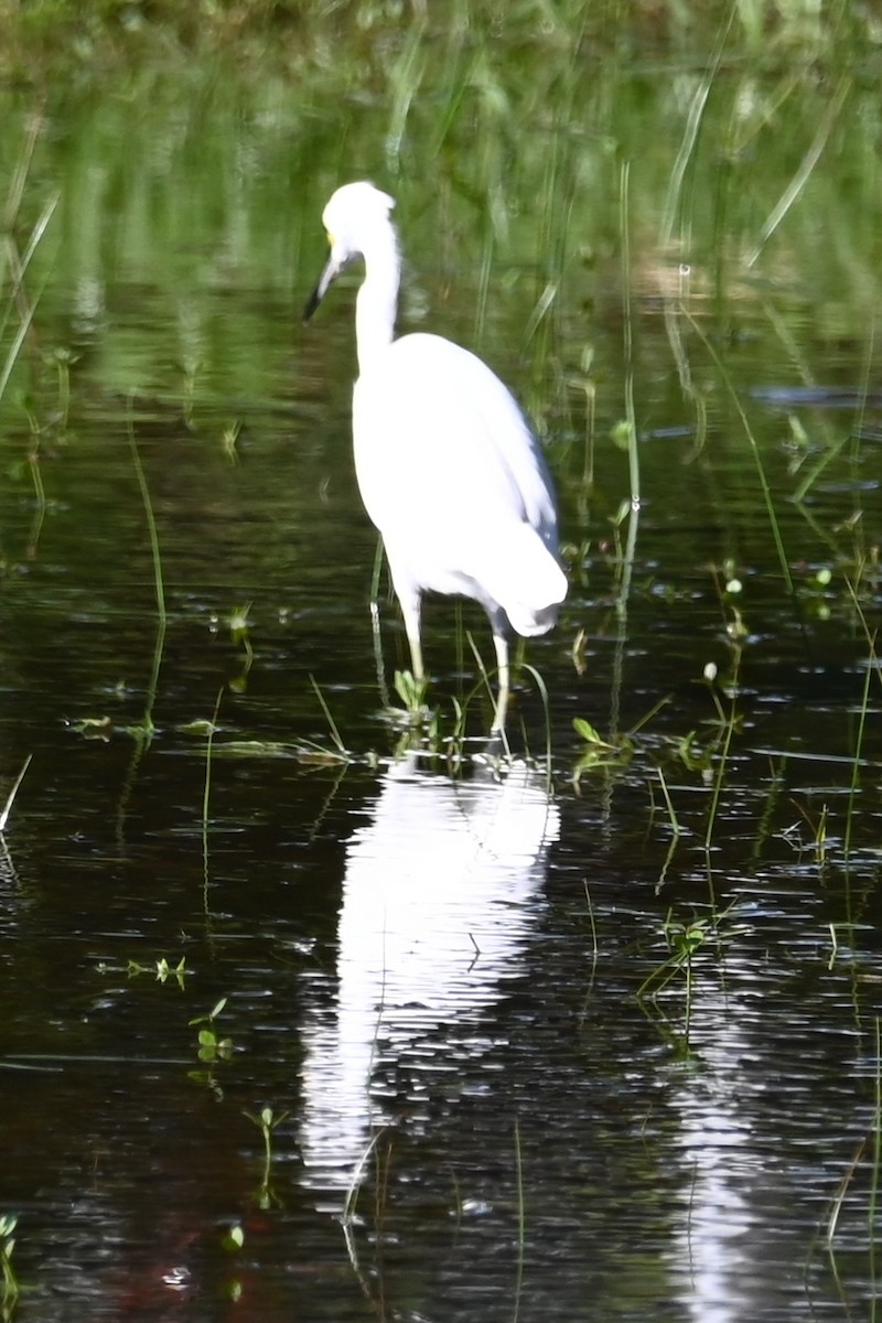 Little Blue Heron - ML642702479