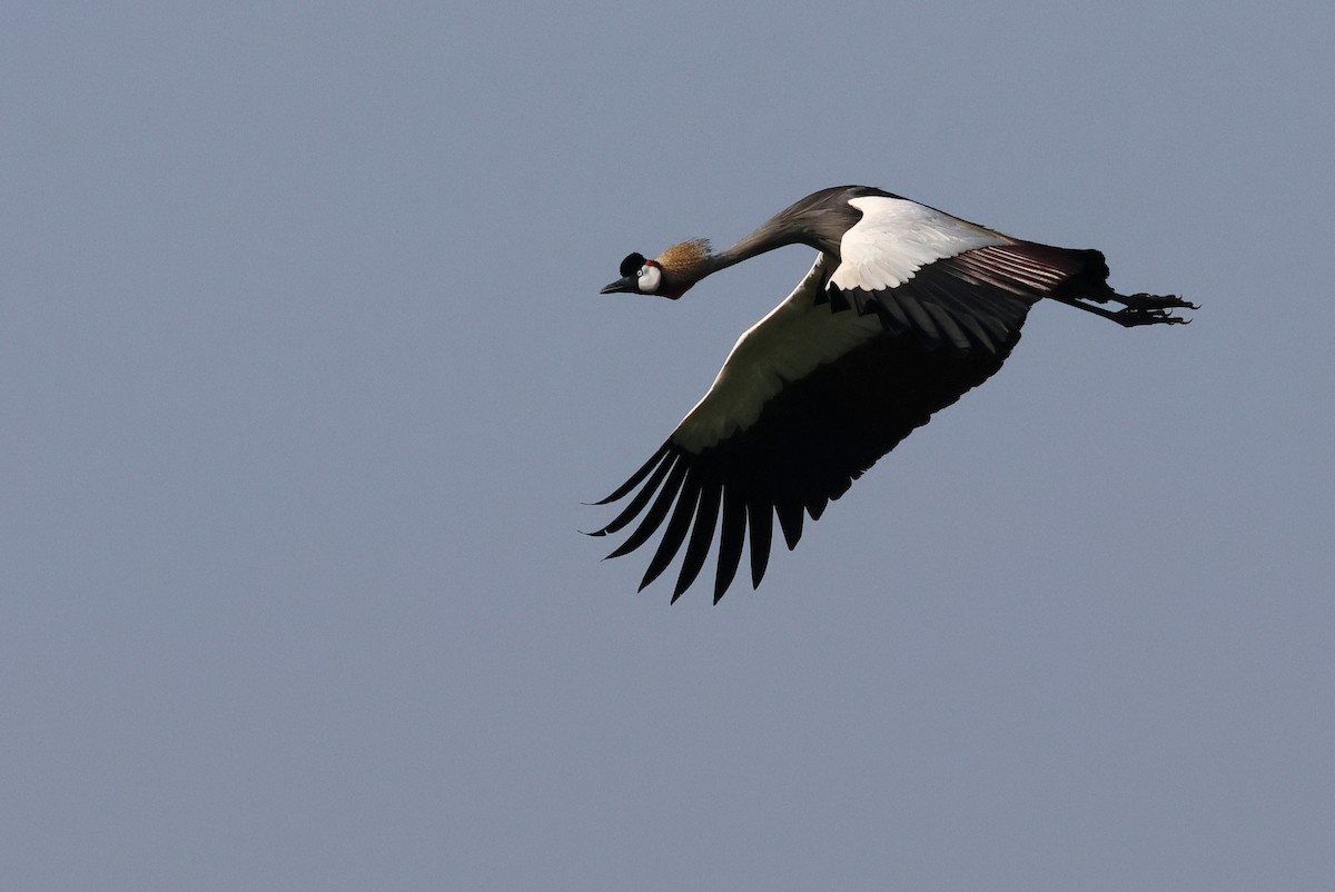 Kurlo koroatu argia - ML642702482