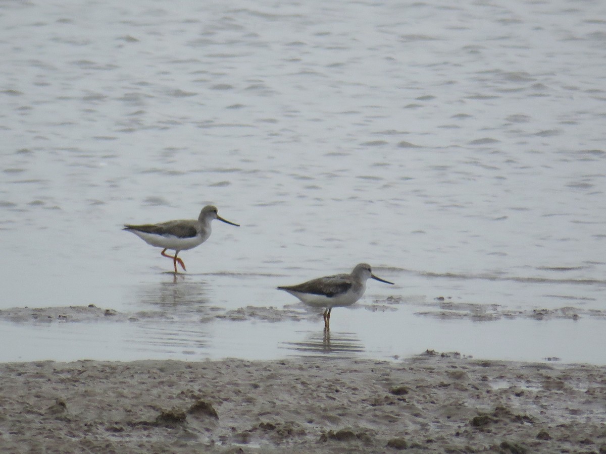 Terek Sandpiper - ML642702499