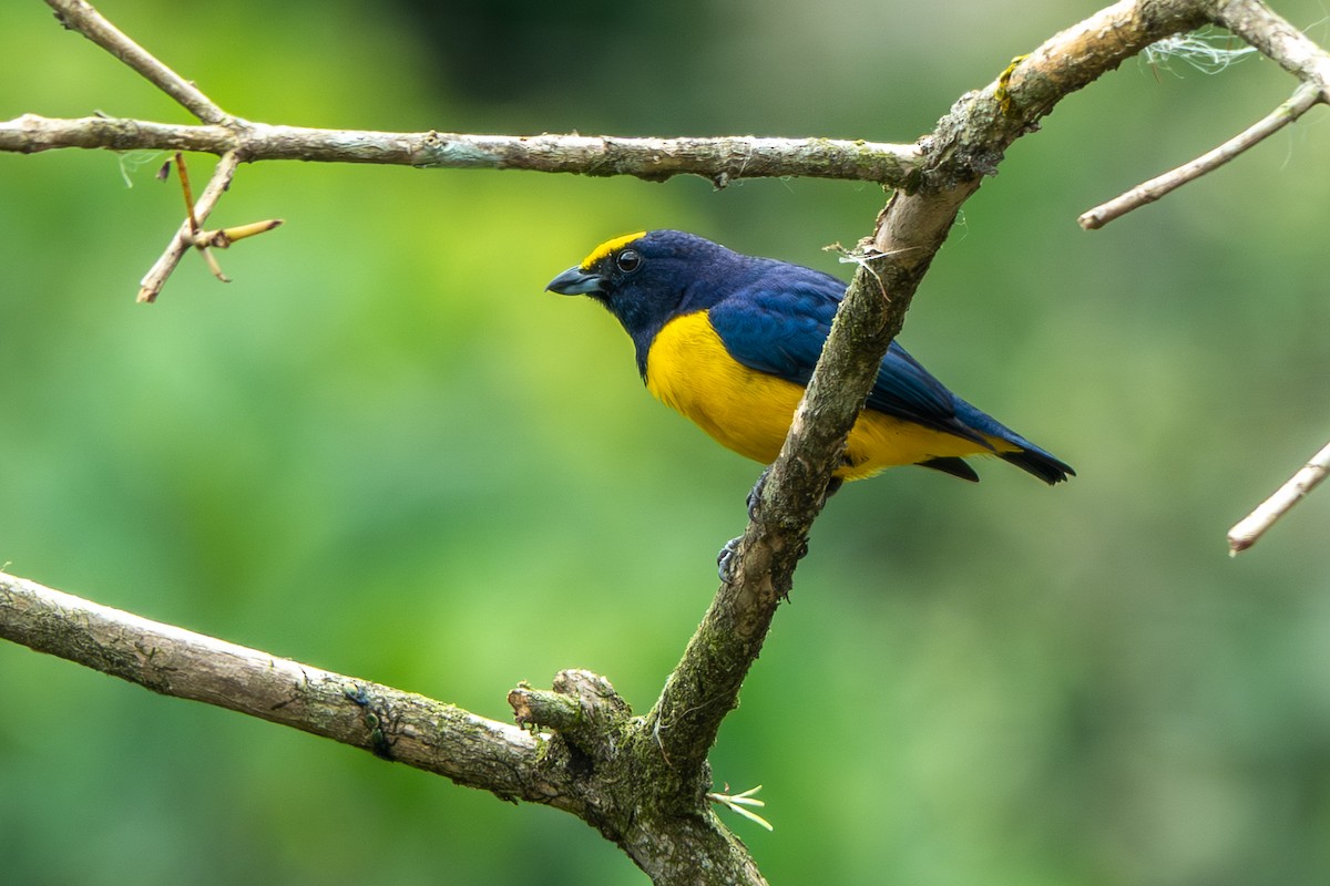 Spot-crowned Euphonia - ML642702504