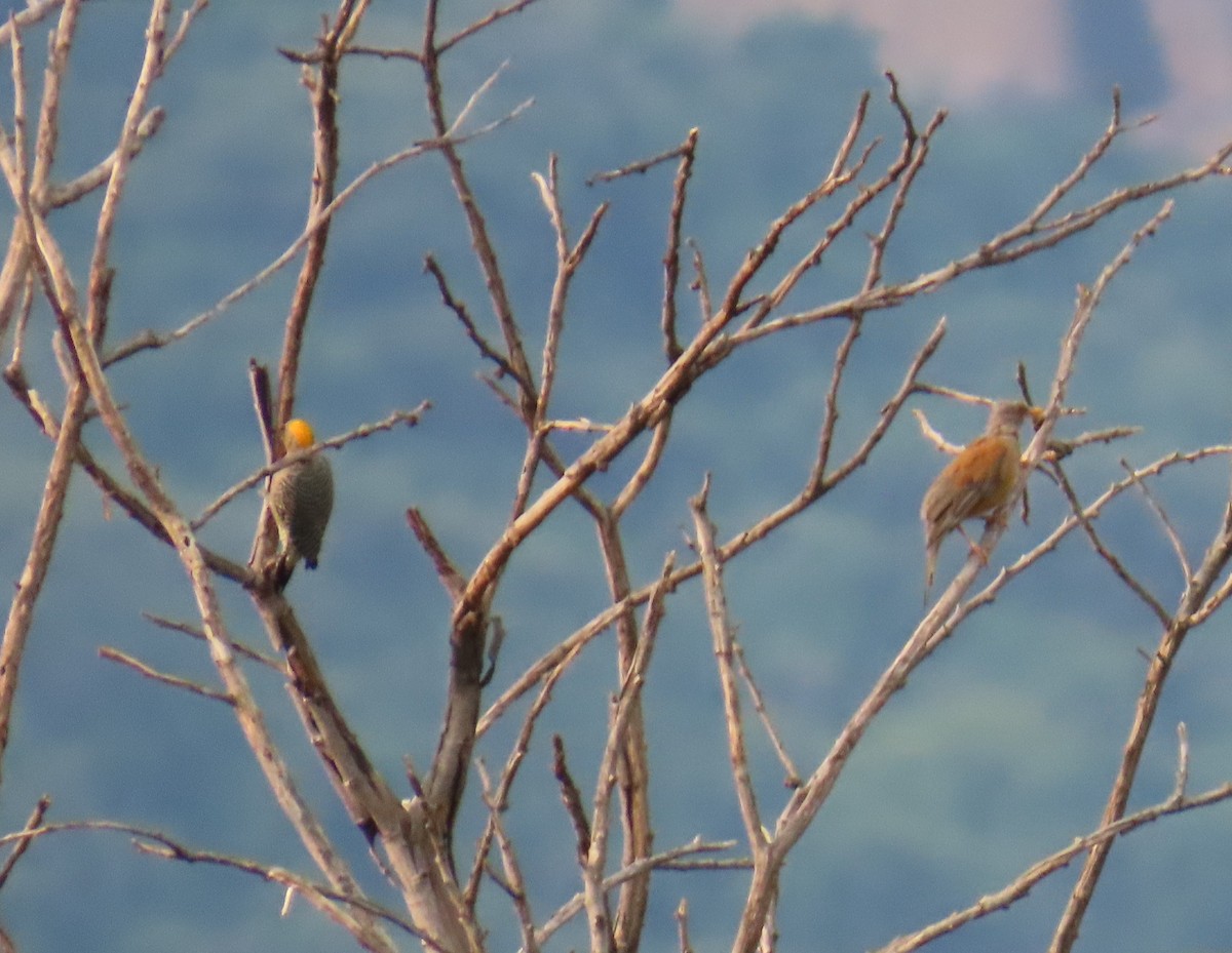 Rufous-backed Robin - ML642702505