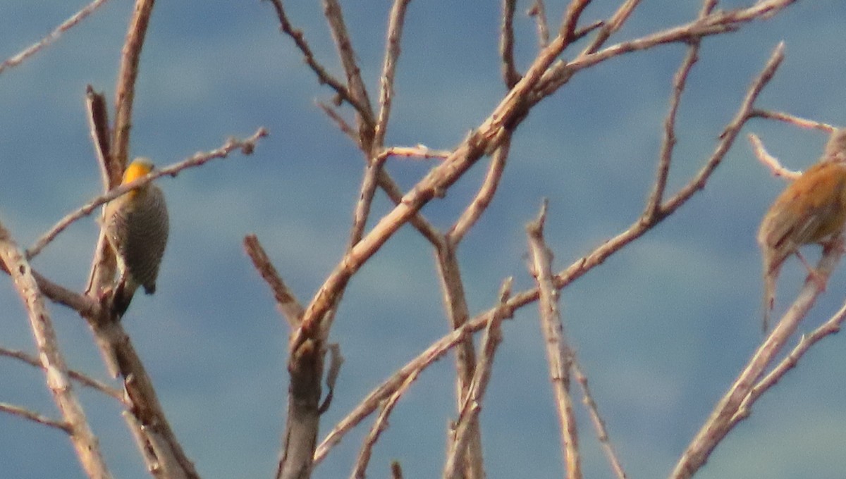 Rufous-backed Robin - ML642702506