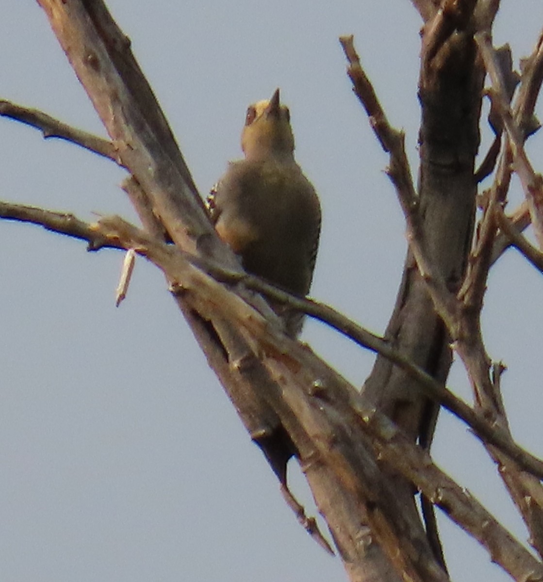 Golden-cheeked Woodpecker - ML642702509