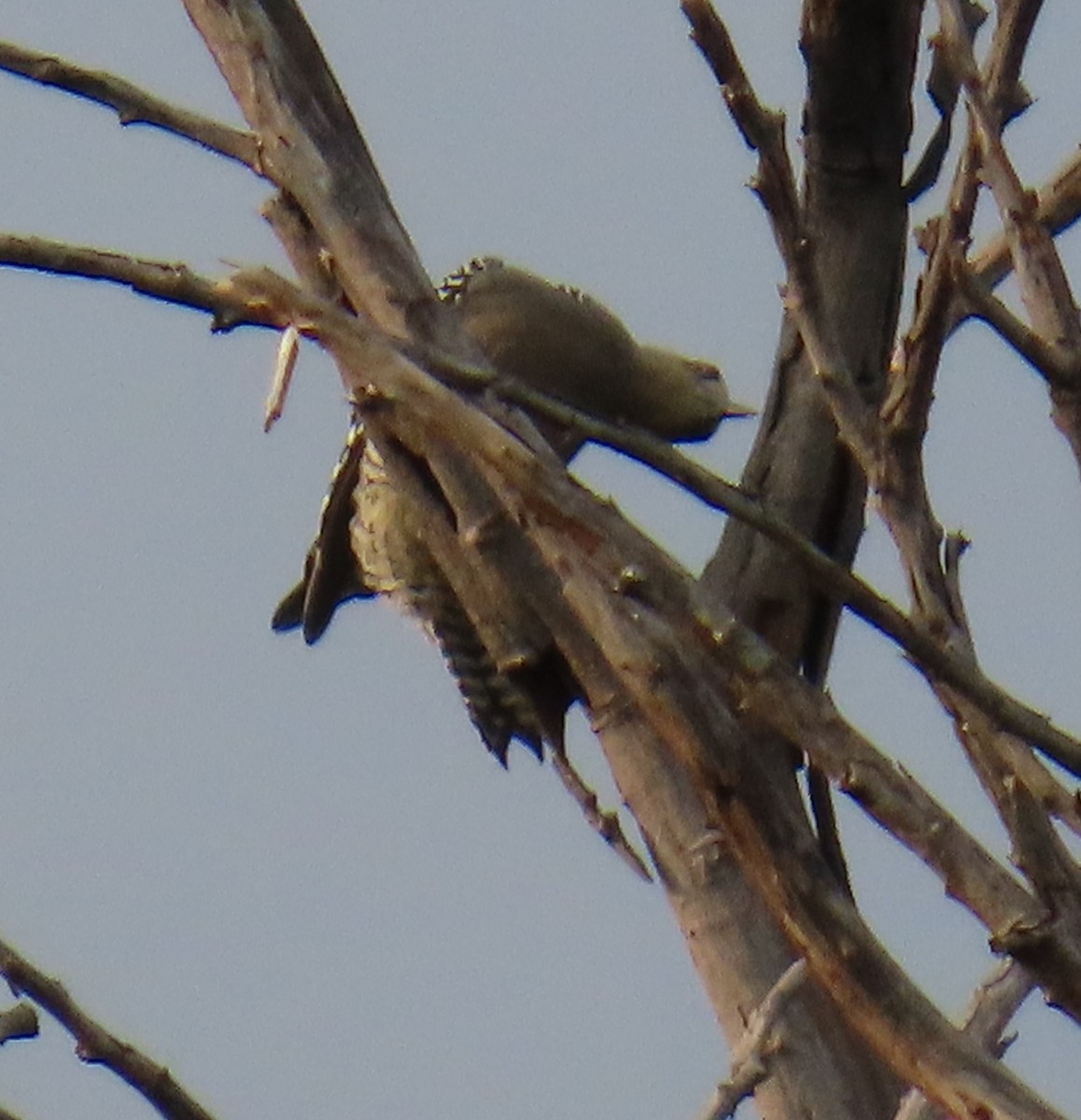 Golden-cheeked Woodpecker - ML642702510