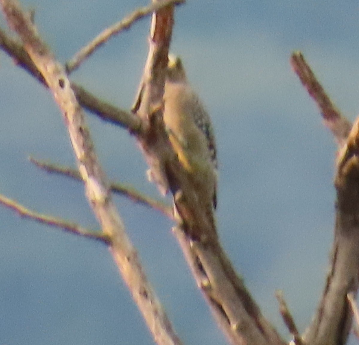 Golden-cheeked Woodpecker - ML642702511