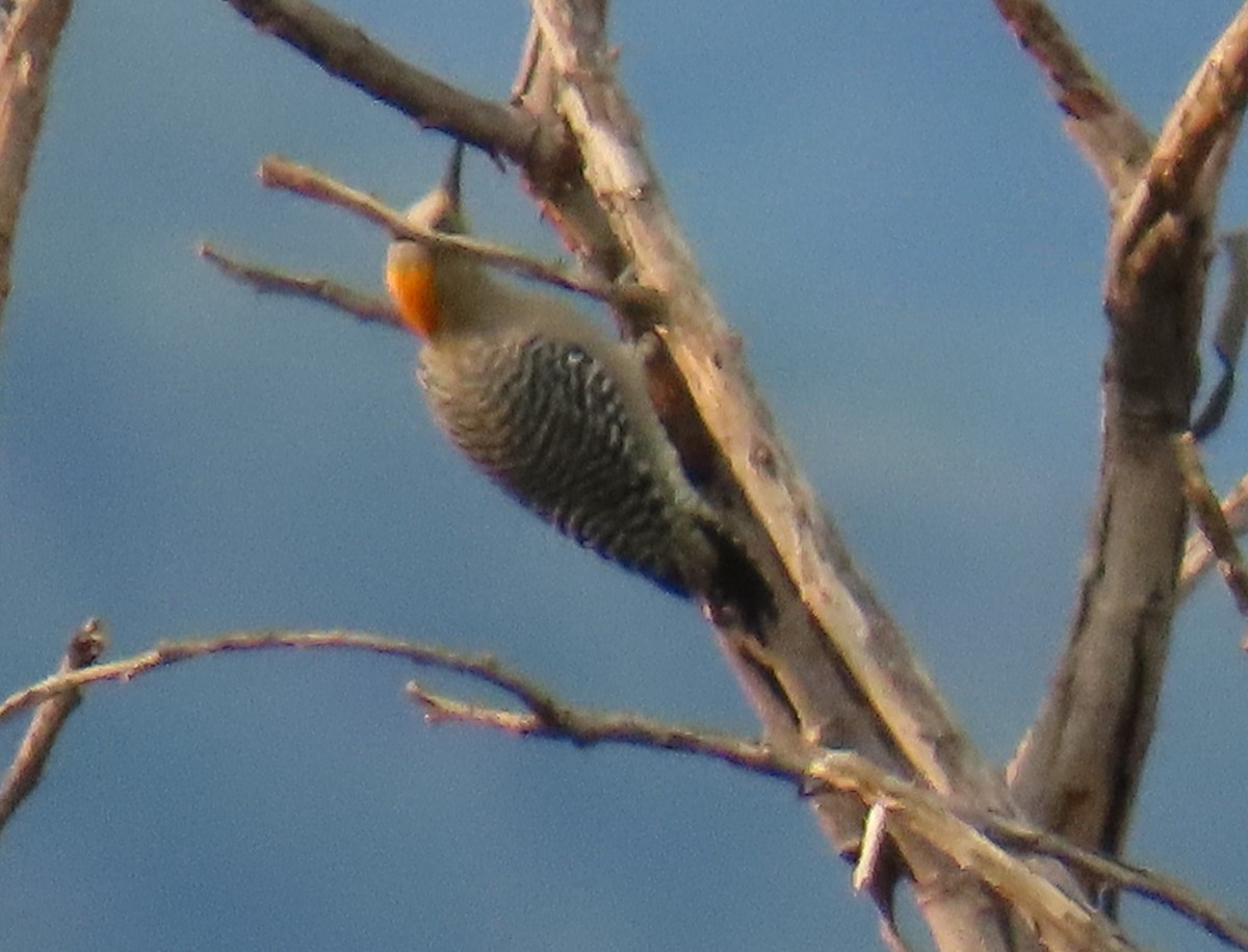 Golden-cheeked Woodpecker - ML642702512