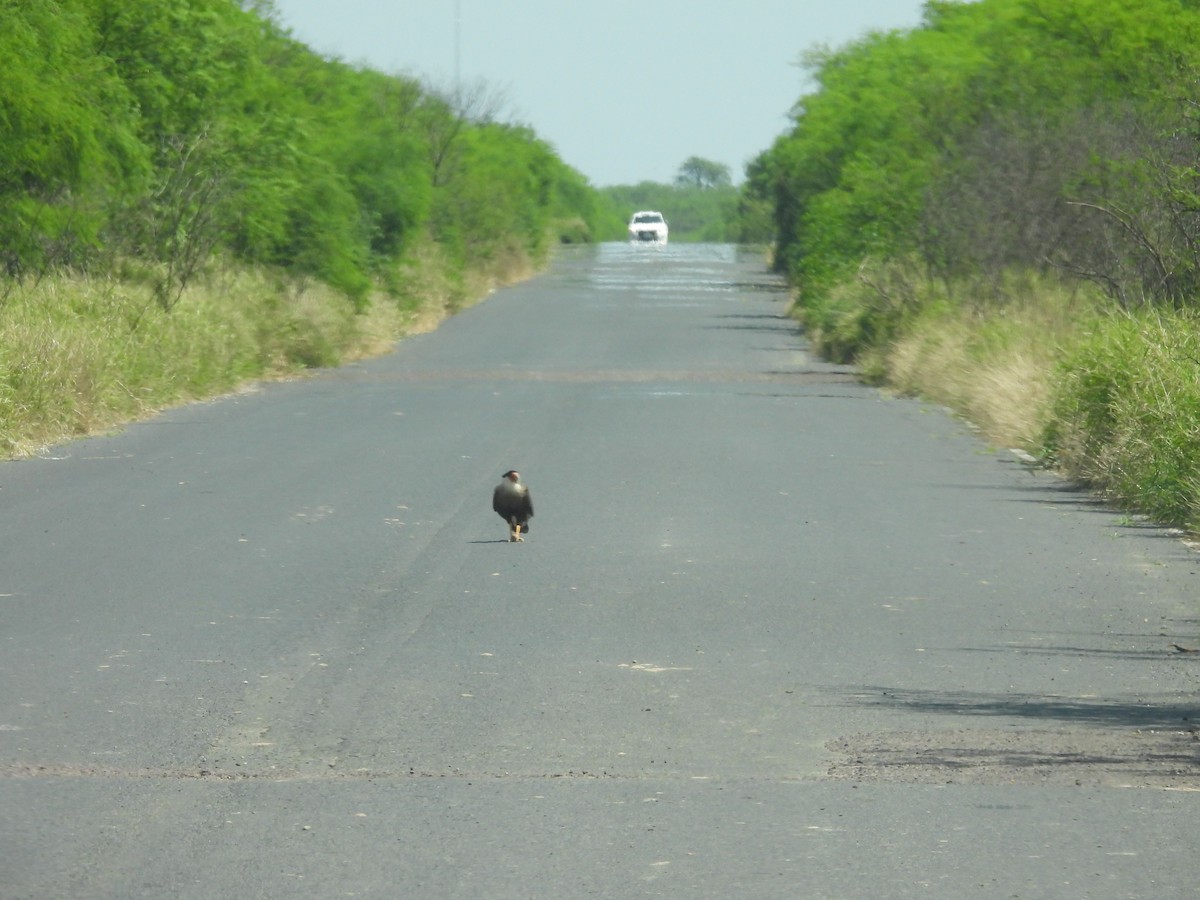 Crested Caracara - ML642702527