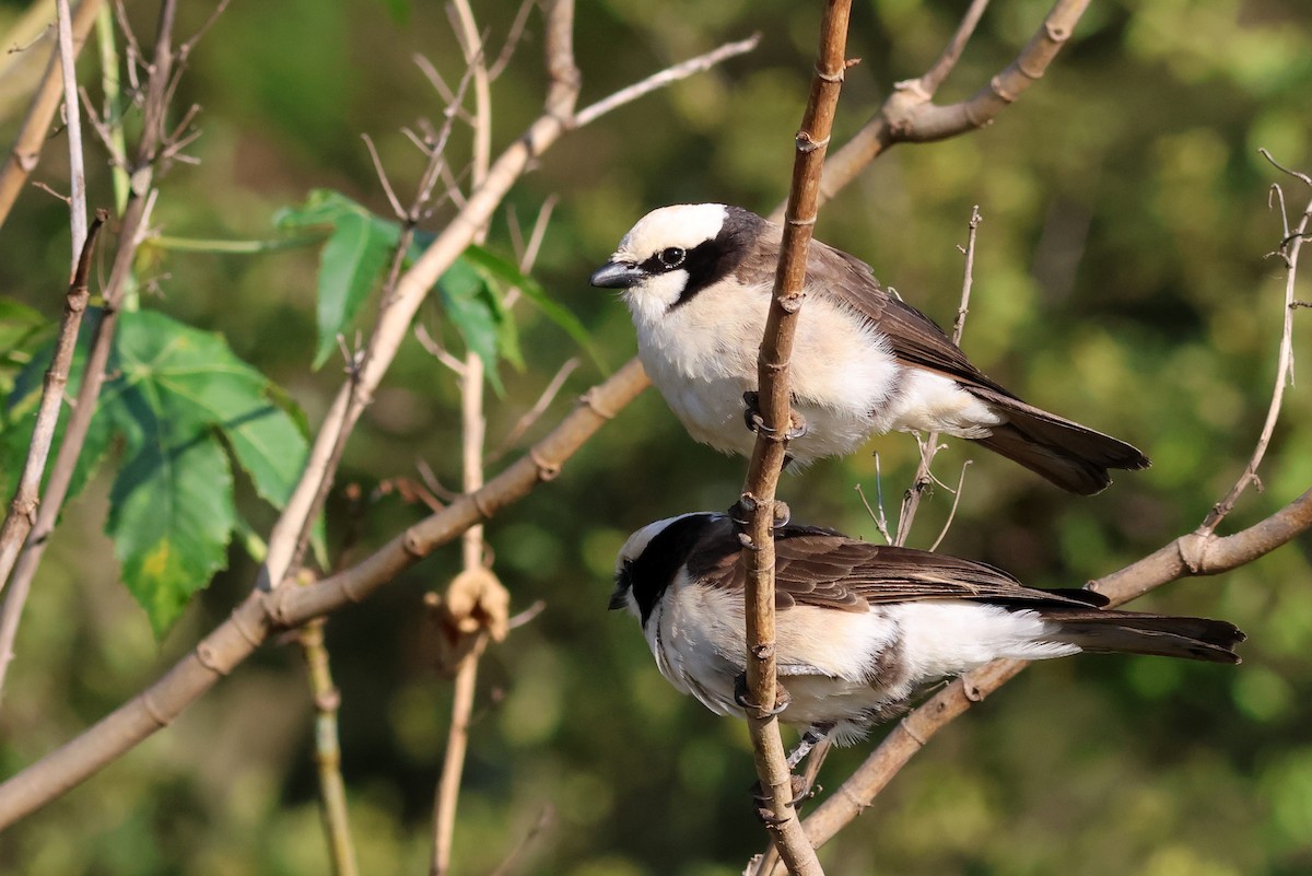 White-rumped Shrike - ML642702539