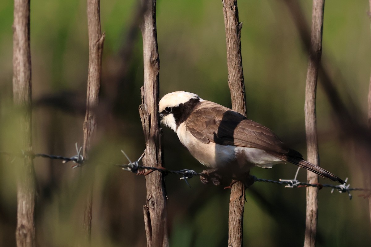 White-rumped Shrike - ML642702540